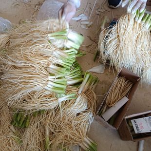 撇菜根 佤味牛皮苤菜根云南新鲜蔬菜大韭菜根凉拌腌制 炖汤菜根