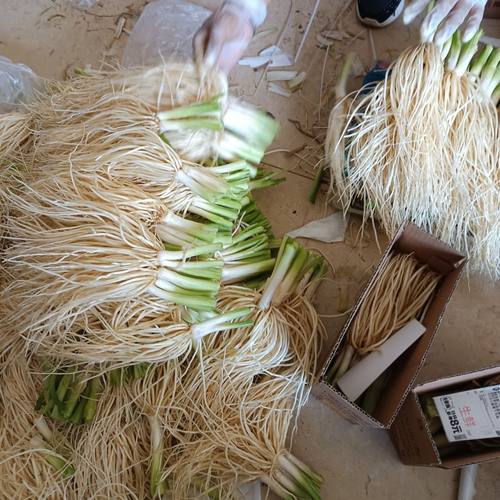 佝菜根云南新鲜蔬菜大韭菜根