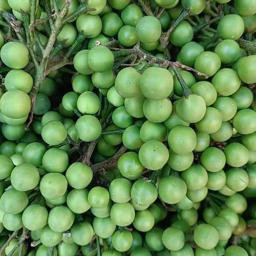 云南小苦子 德宏 特产野菜苦果 新鲜小苦子 苦味蔬菜 野生苦子果