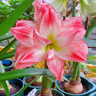 推荐朱顶红重瓣种球盆栽花t卉植物室内鬼魅阿弗雷爱神真品圣茵好