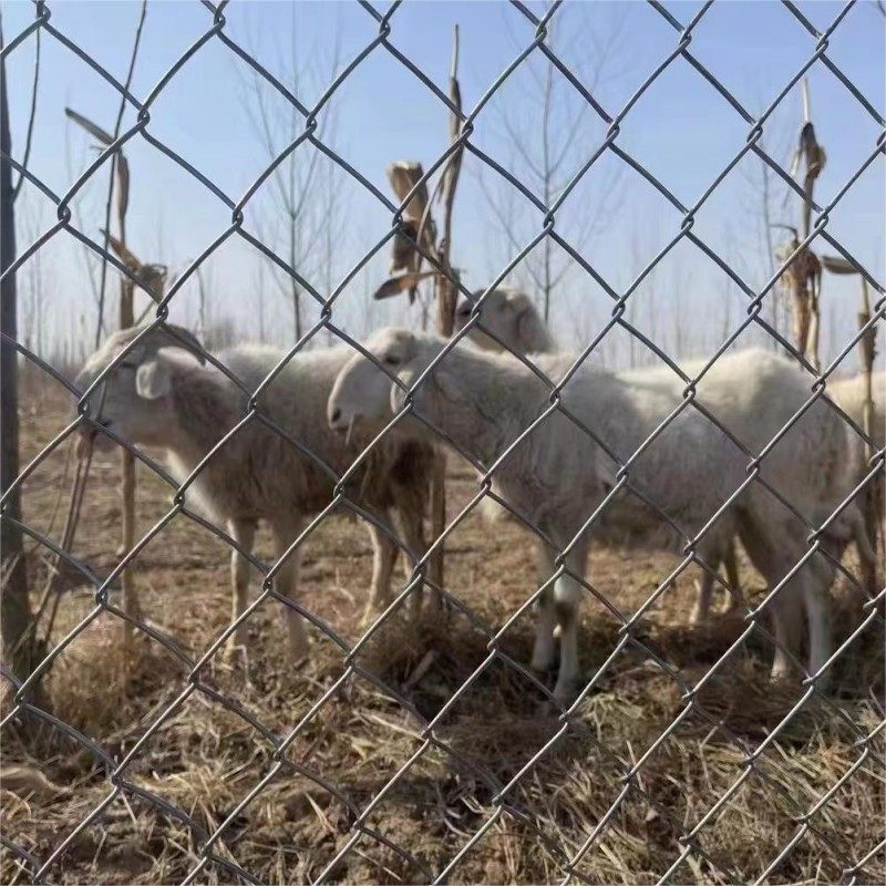 镀锌钢丝网勾花铁丝围栏圈地护坡 养殖鸡羊围栏网 菱形护栏防护网