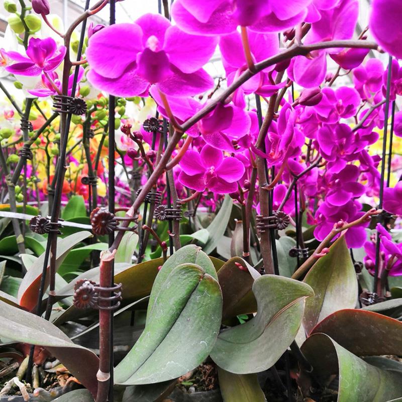 蝴蝶兰支架支撑杆造型架子园艺花卉花枝夹子蔓藤爬藤植物固定夹子