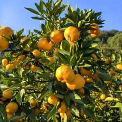 湖南石门柑橘蜜桔无籽新鲜橘子现摘现发当季农家水果包邮