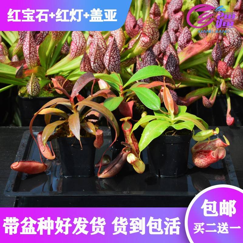 手套捕餐食虫物植草笼蝇草瓶子草【猪茅膏驱蚊新草46244多】菜肉
