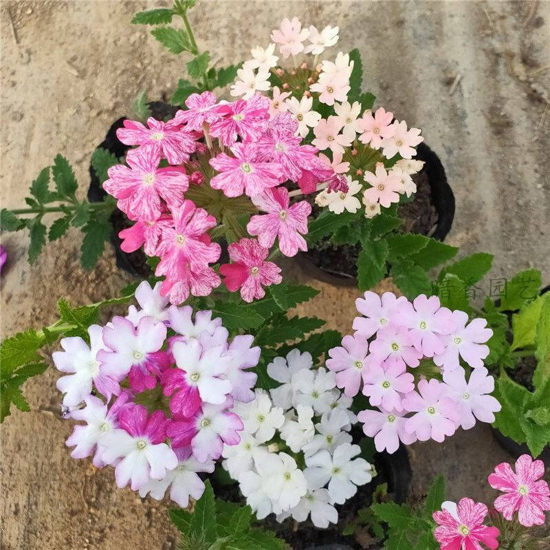 美女樱盆栽带花细叶美女樱小苗家养花卉植物四季开花花期长易养活