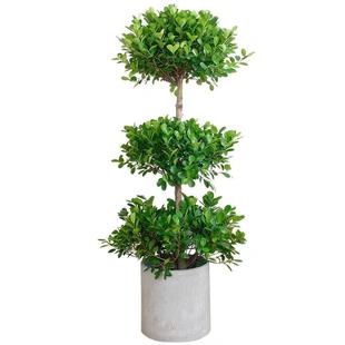 常青好养送礼植物盆景 金钱榕盆栽室内客厅观叶摇钱树大型绿植四季