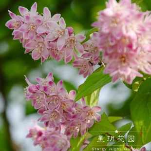 多年生耐寒花卉灌木雪铃铛溲疏草莓田花苗盆栽庭院花园花境植物树