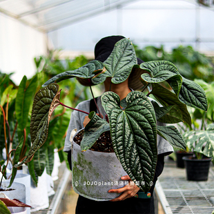 浇浇植物恶魔花烛奢华花烛Anthurium luxurians 观叶原种进口热植