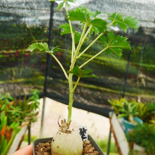 cute肉植 实生锦珊瑚开花株大戟块根 一物一拍8.21日 多肉植物