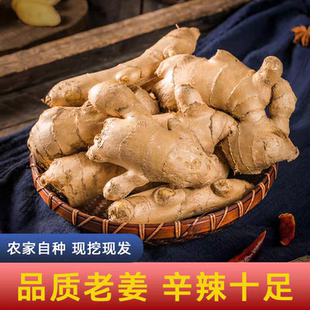 山东大姜姜块自然种植大姜块姜种新鲜现挖沙姜老姜土姜月子姜蔬菜