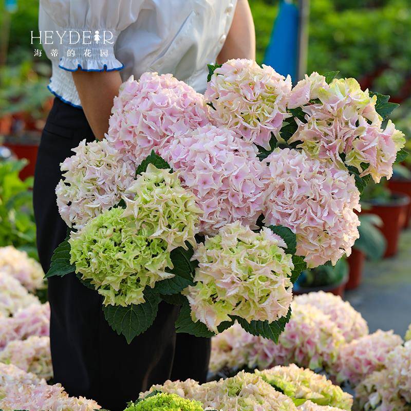 木植海的园幻洋海大花绣球好院养本卉花蒂阳花台庭盆花栽魔无品牌