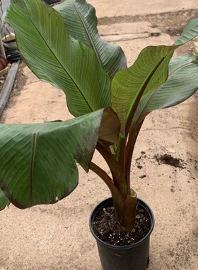 红色象腿蕉红粗柄热带观叶彩叶植物耐热盆栽苗花园庭院花苗粉芭蕉