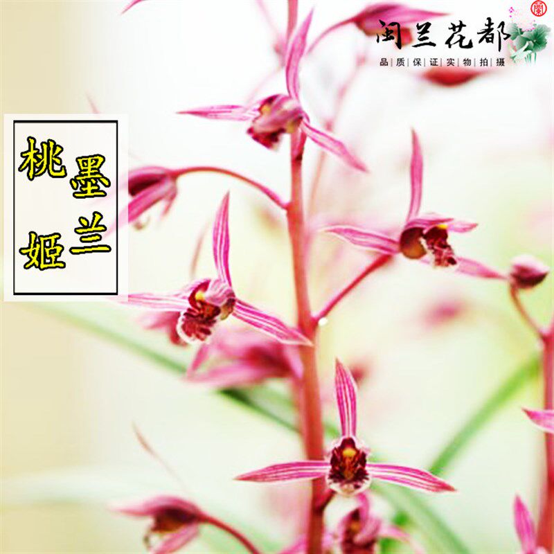 兰花苗墨兰色花年宵花报岁兰 桃姬 冬带花苞出售客厅盆栽花卉绿植