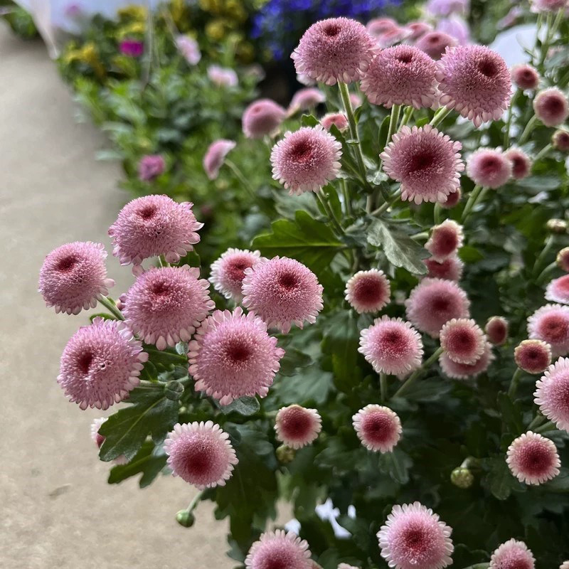 珠玉之卵菊花小雏菊千头菊盆栽阳台庭院（Q可爱网红花花）耐热寒