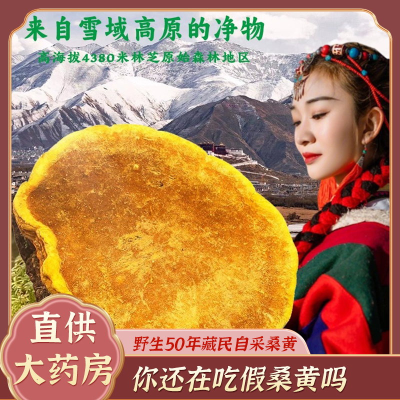 桑黄野生西藏中药材桑黄菌包