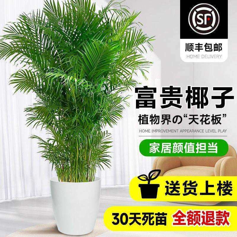 富贵椰子树盆栽大型绿植凤尾竹客厅办公室内绿植四季好养净化空气