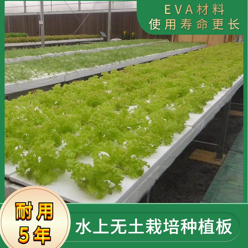 水培种植板50孔泡沫漂浮板鱼塘种植无土栽培设备温室大棚育苗盘