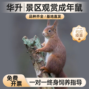 包邮 松鼠宠物活体景区观赏成年大尾巴松鼠家庭宠物小幼崽包活 包活