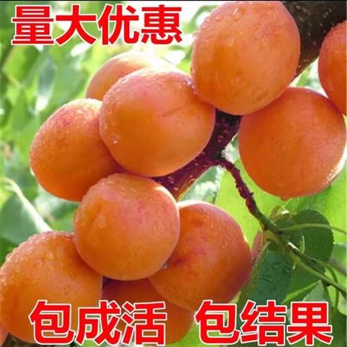杏树树苗特大嫁接早熟甜杏子苗凯特杏树果树苗南北方种植当年结果