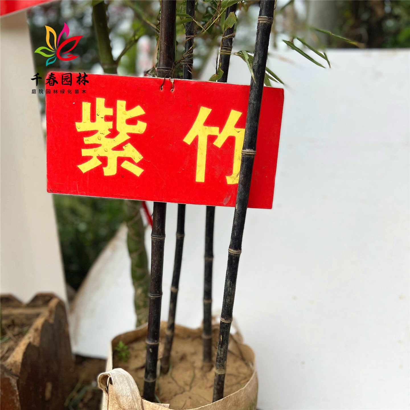 竹苗庭院园林四季常青绿化风景树