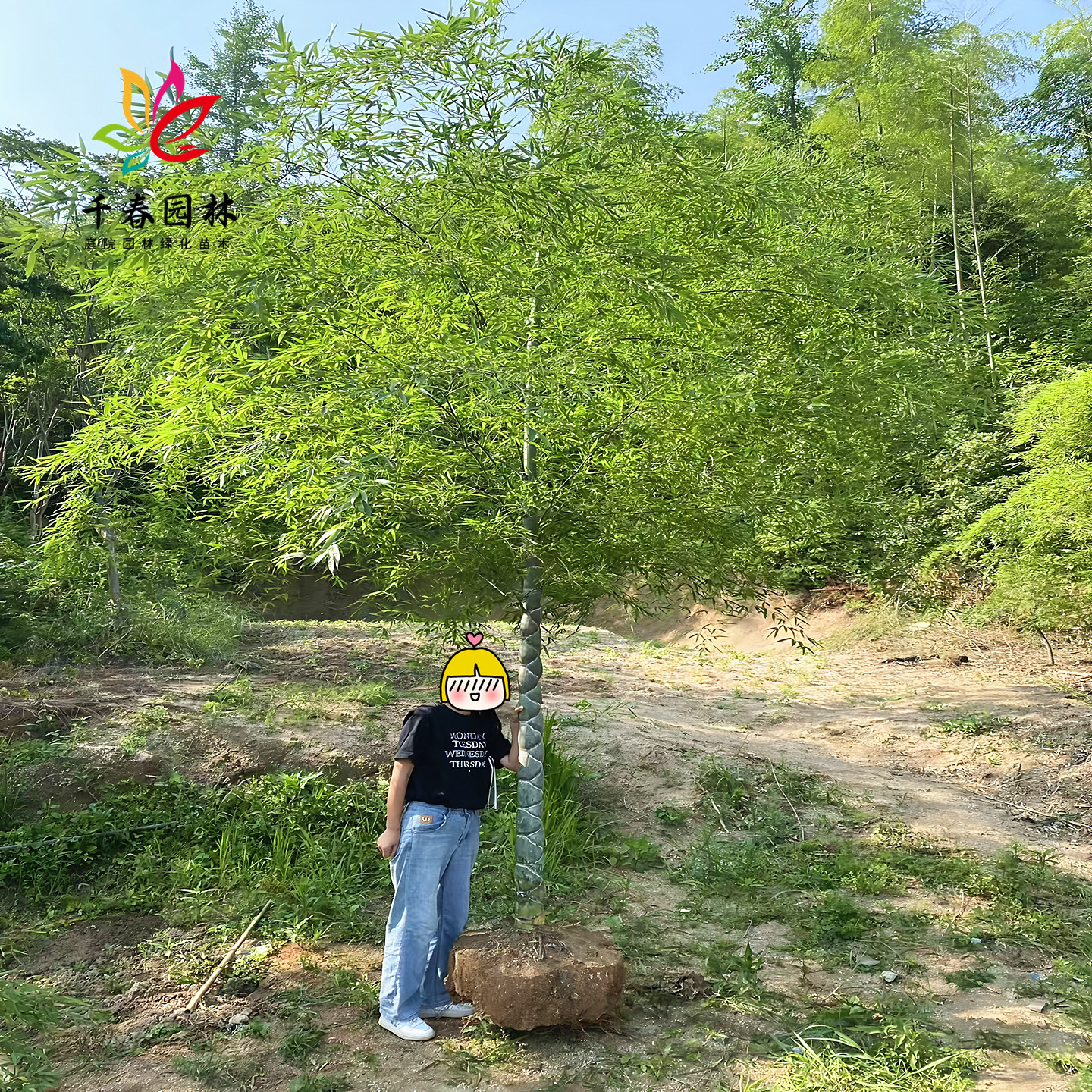 龙鳞竹庭院四季常青绿化风景树苗