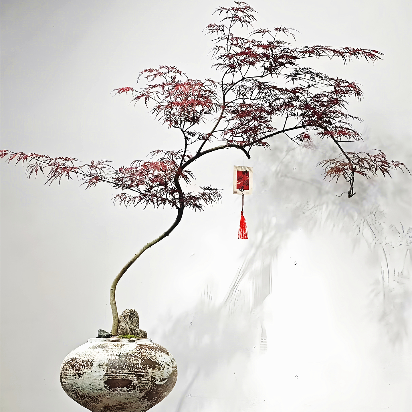 羽毛枫庭院彩叶耐寒绿化风景树苗