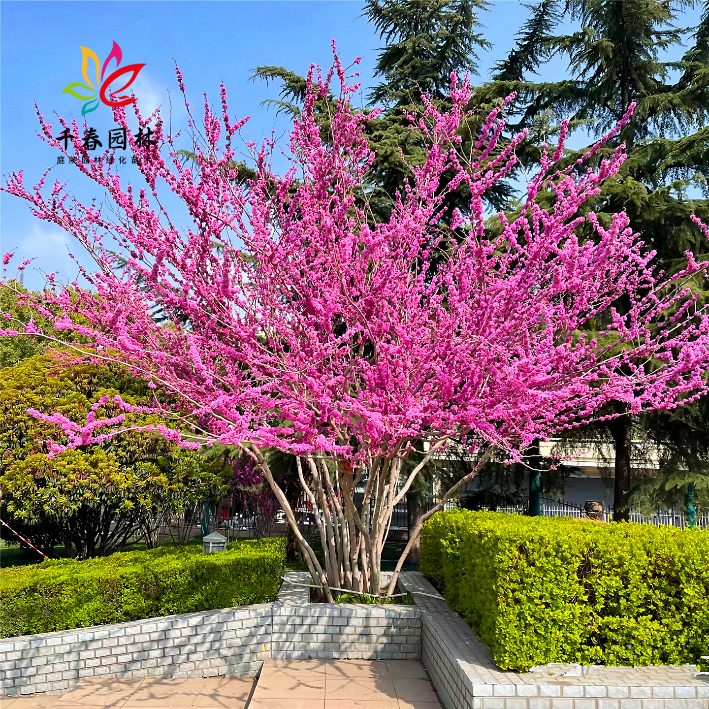 紫荆花庭院园林耐寒绿化风景树苗