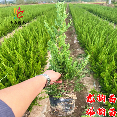 龙柏树苗四季常青耐寒绿化工程树