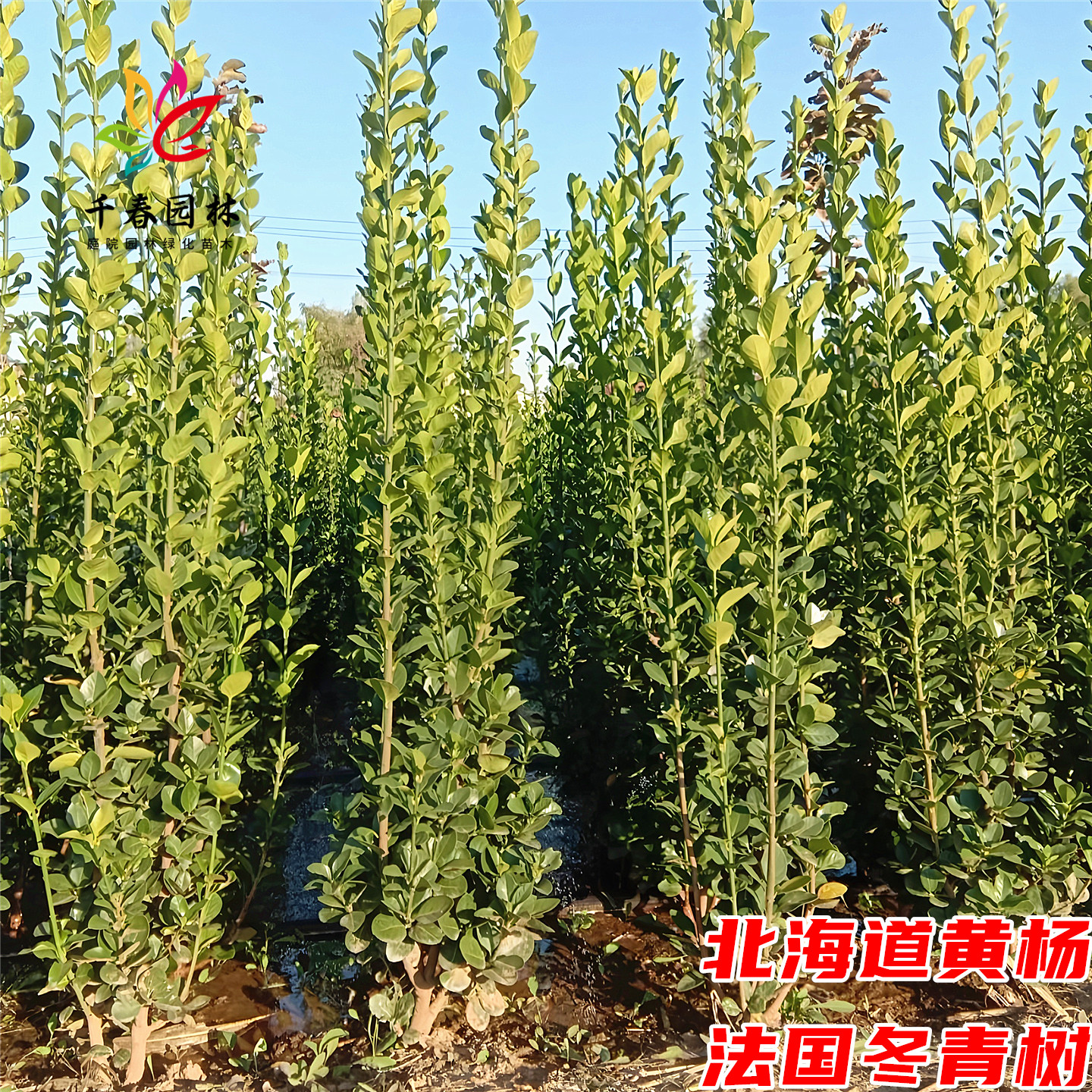 北海道黄杨庭院四季常青绿化树苗