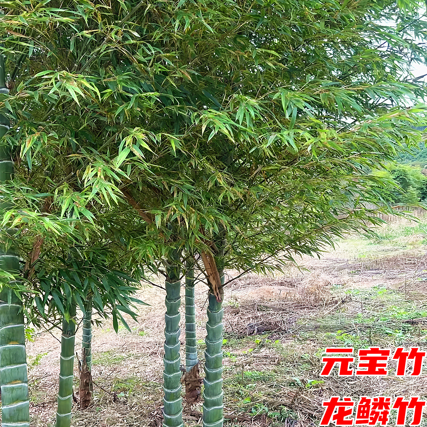 元宝竹苗庭院四季常青绿化风景树