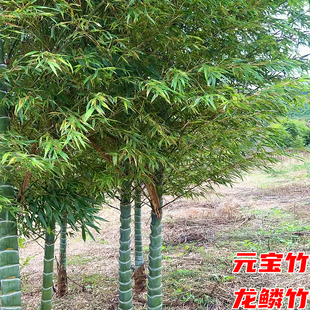 元宝竹苗庭院园林四季常青绿化风景树紫竹龙鳞竹罗汉竹黄金镶玉竹