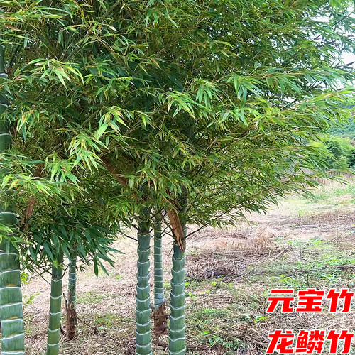 元宝竹苗庭院四季常青绿化风景树