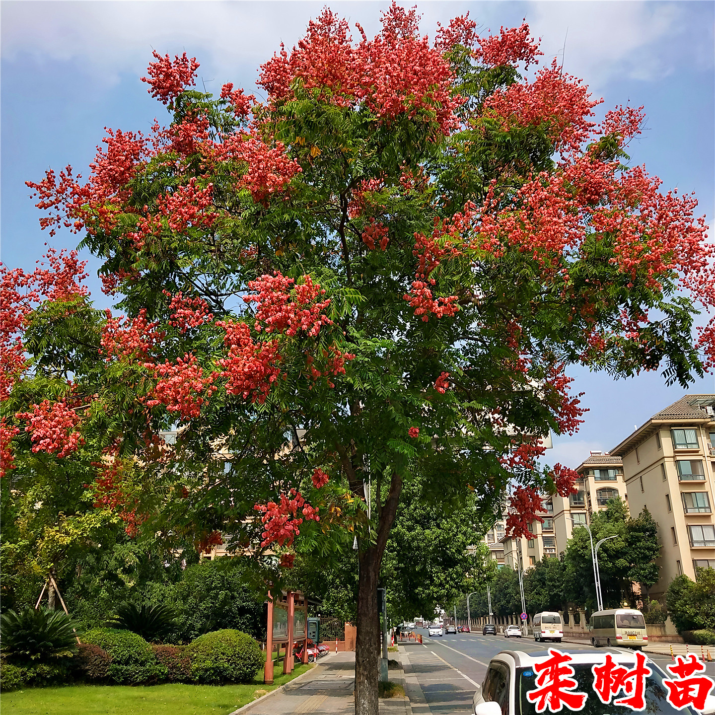 栾树苗庭院耐寒绿化风景大花树园林行道路工程苗黄山栾树花小树苗
