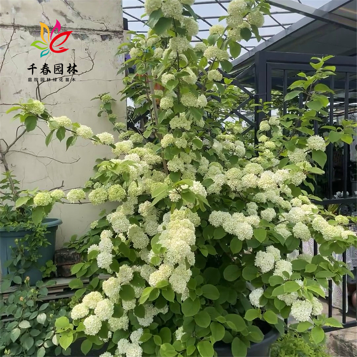中华木本绣球花园阳台耐寒风景树
