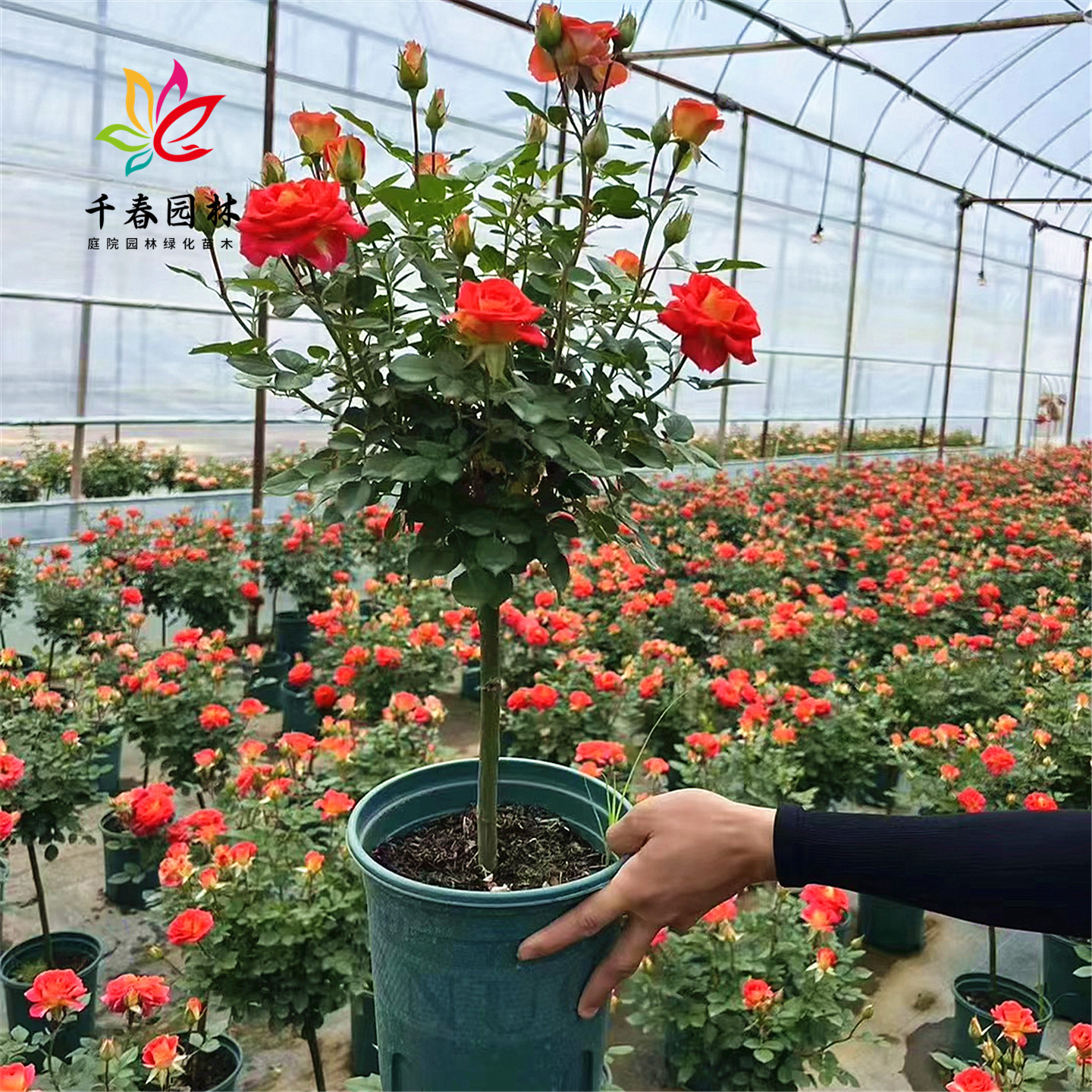 树桩月季花庭院盆栽浓香花卉植物