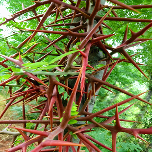 皂角树苗药用大刺皂荚树小苗庭院耐寒绿化造刺围栏篱笆墙树皂角树