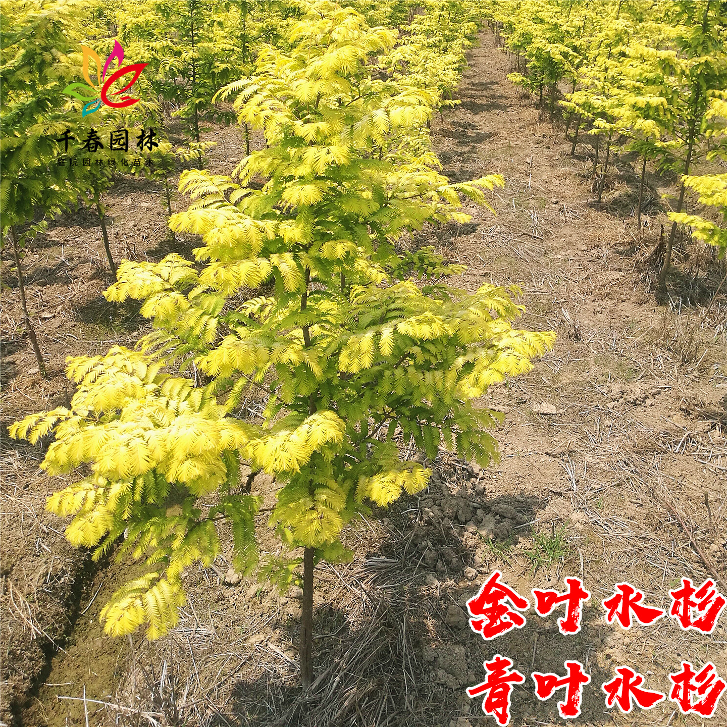 金叶水杉庭院园林耐寒绿化风景树