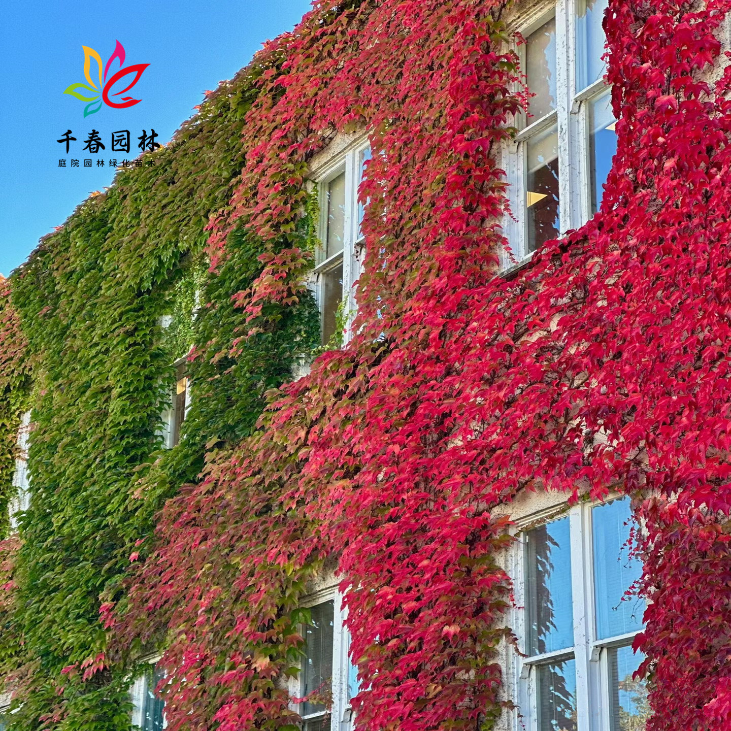 爬山虎庭院耐寒攀援绿化风景树苗