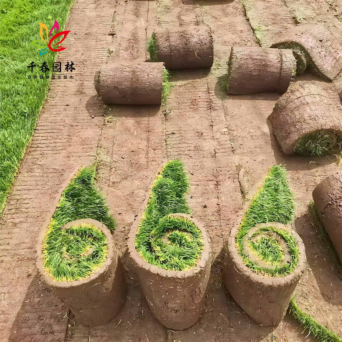 真草坪庭院耐寒四季常青绿化植物