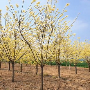 黄金槐树苗金枝国槐庭院园林行道耐寒绿化风景大树丛林生黄金槐树