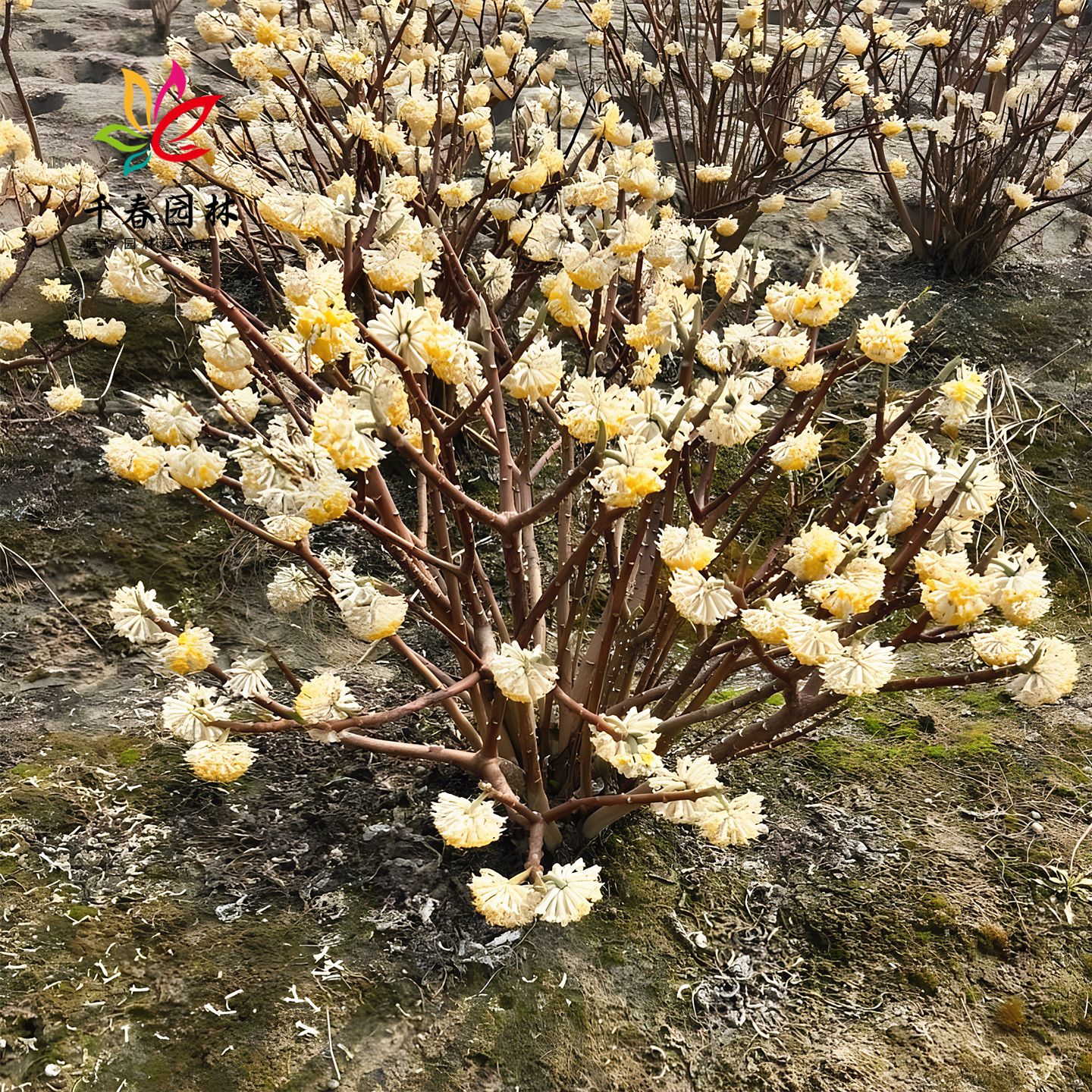 结香花树庭院耐寒浓香绿化风景树