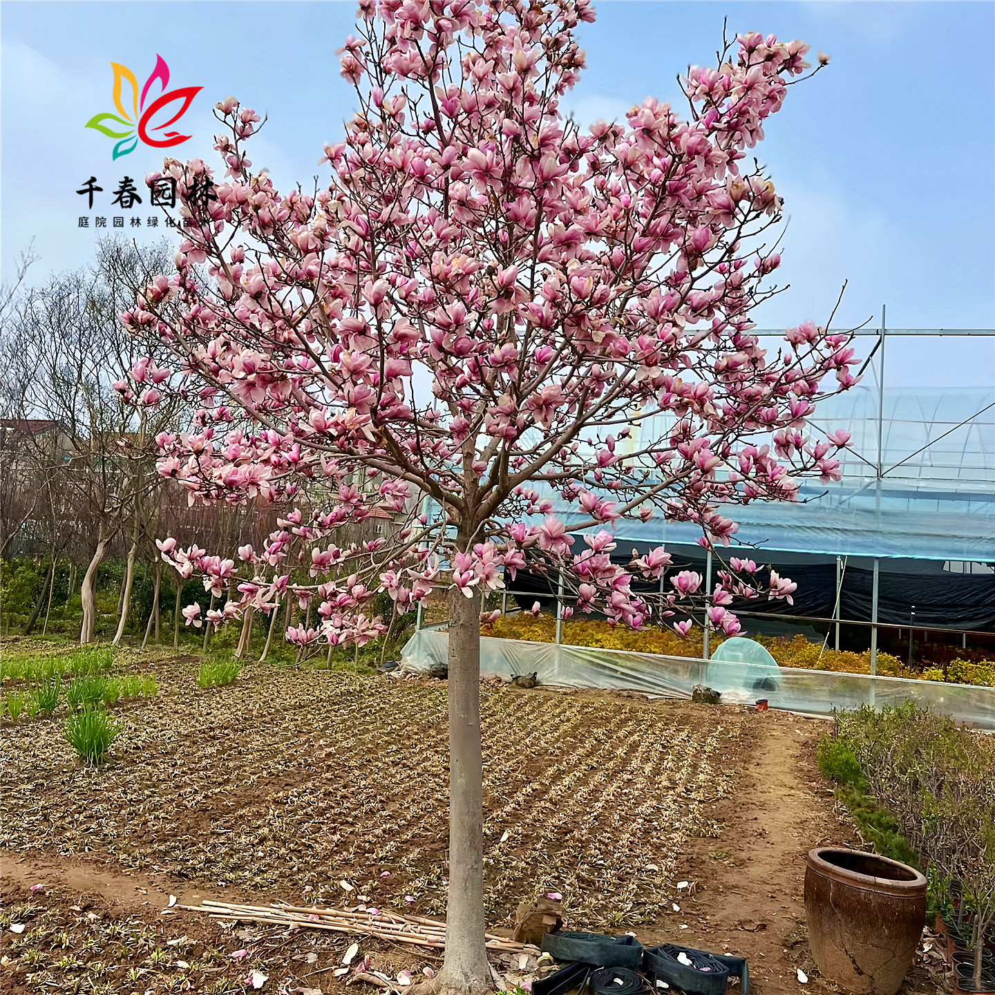 玉兰庭院园林耐寒盆栽绿化风景树