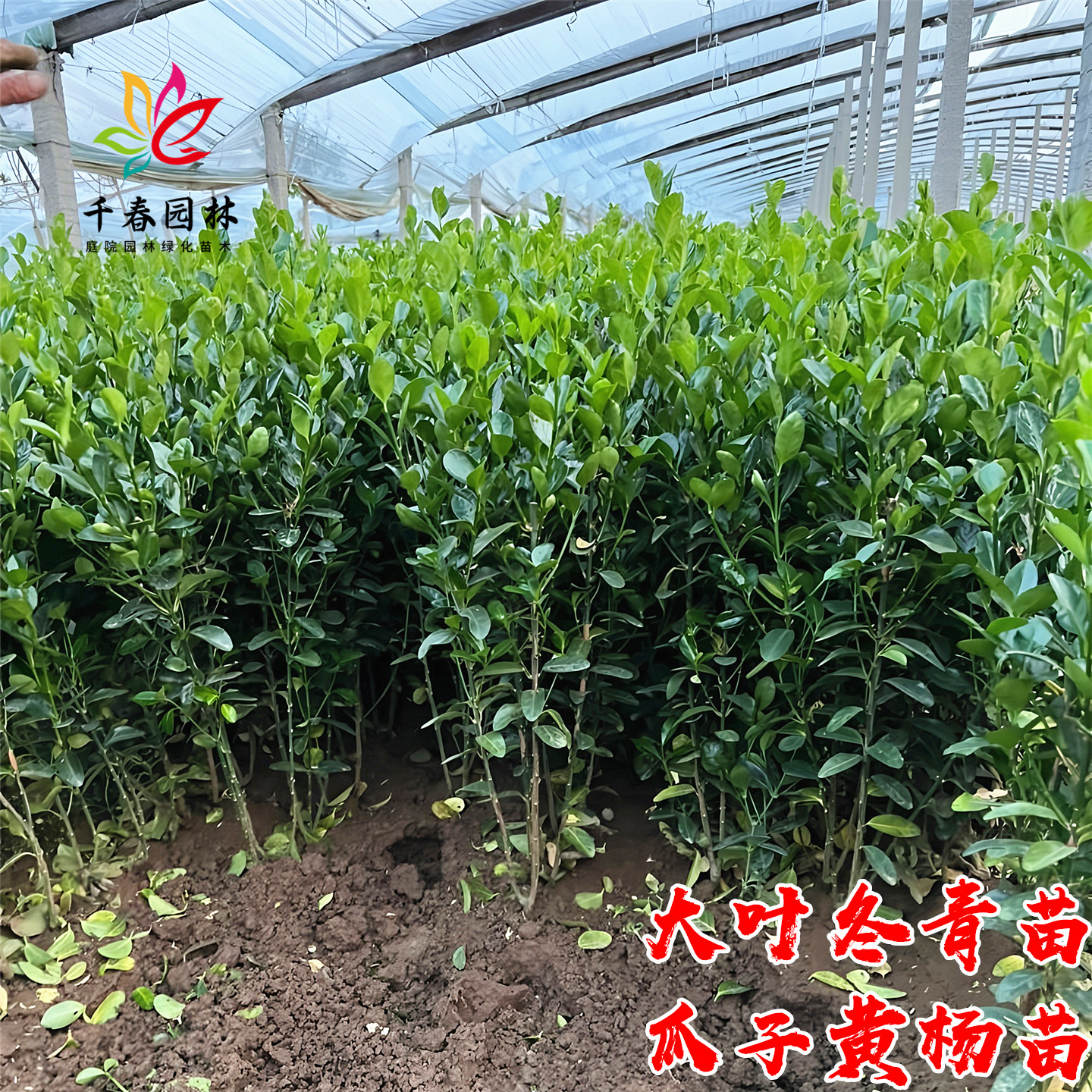 冬青树苗庭院耐寒绿化篱笆墙植物