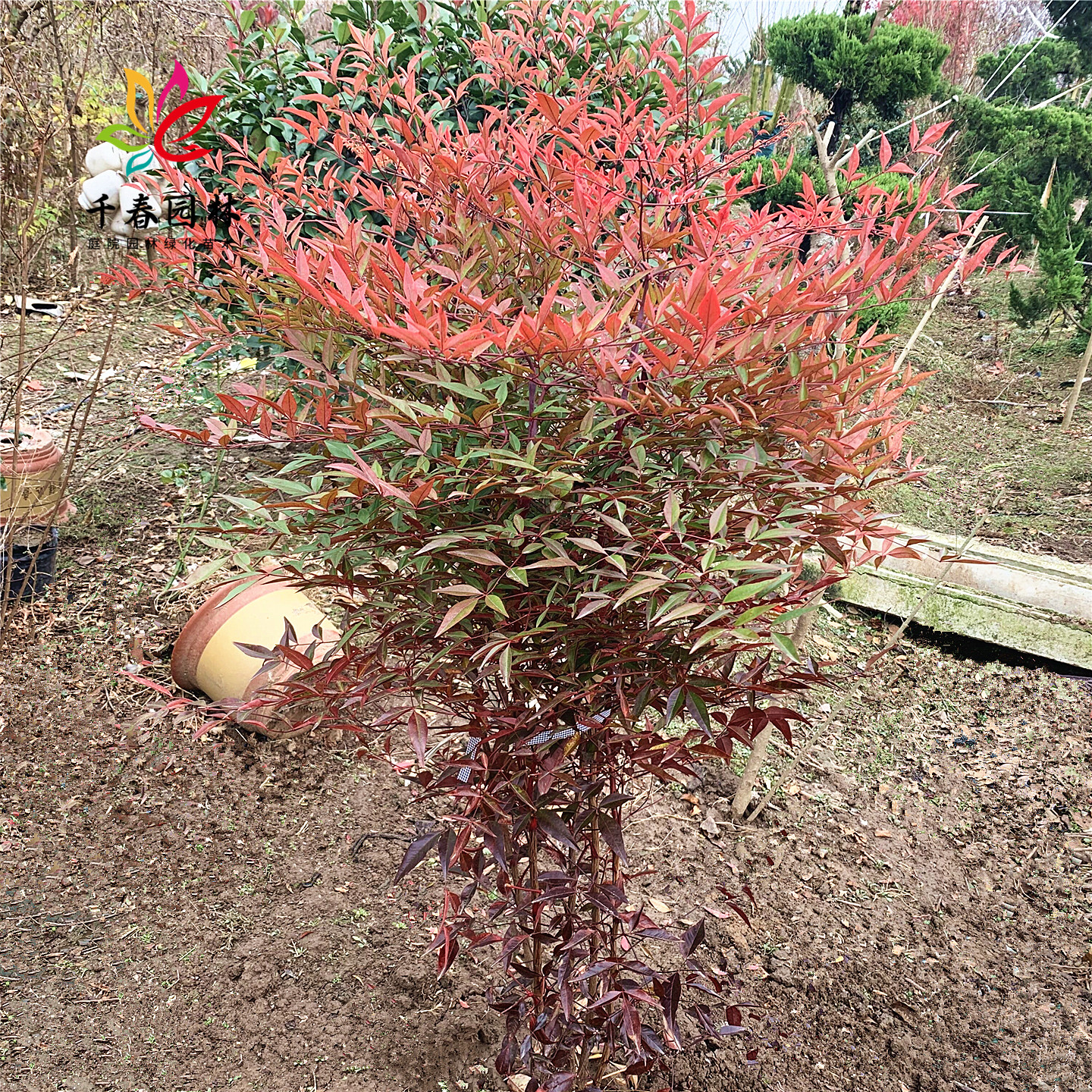 红天竹庭院常青彩叶花镜风景树苗