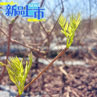 张家界莓茶清明茶芽头茶正品特级莓茶头采新茶春茶尝新原产地莓茶