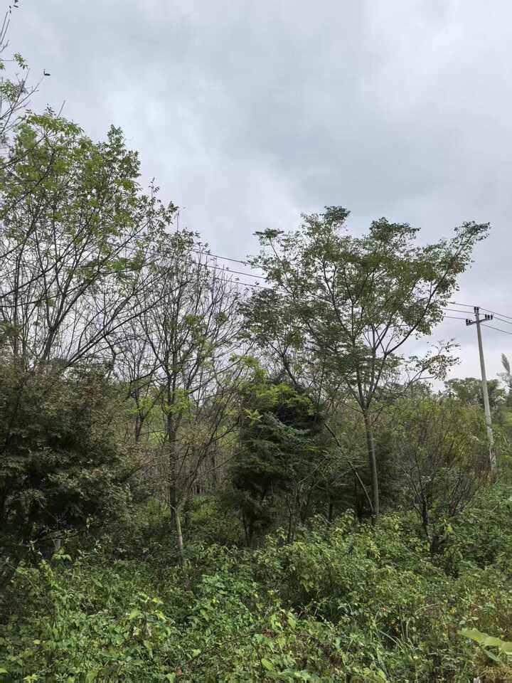 平桥镇风廉村竹柏拍卖