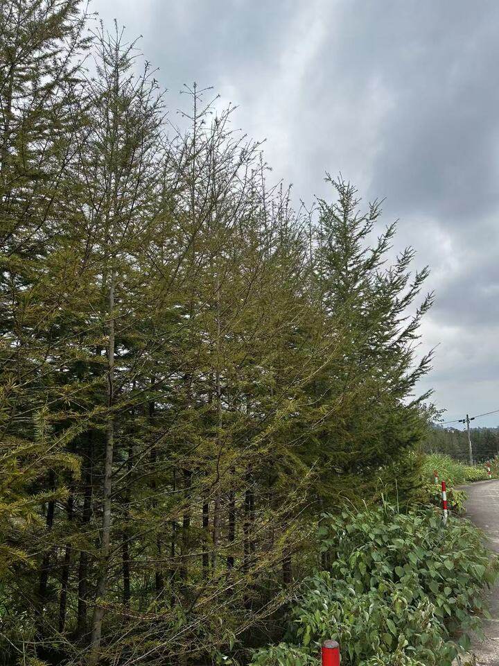 平桥镇风廉村金钱松拍卖