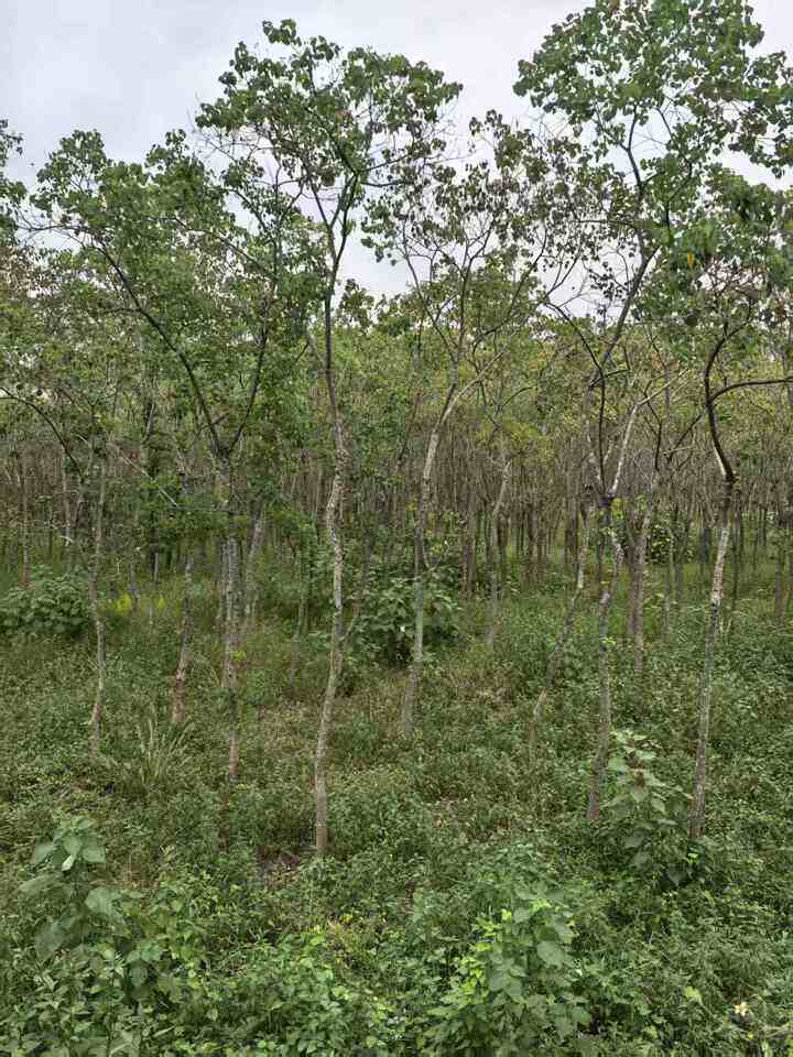 再次拍卖平桥镇风廉村乌柏拍卖