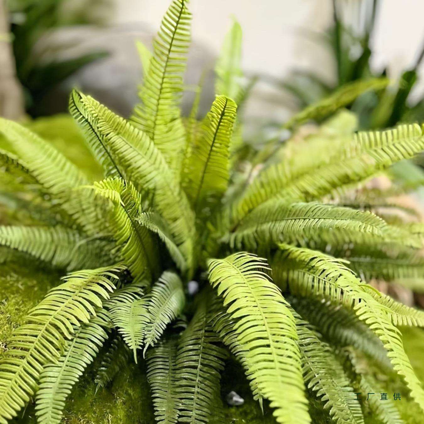 仿真蕨类植物马醉木造景绿植假波斯草摆设网红拍摄道具家居装饰