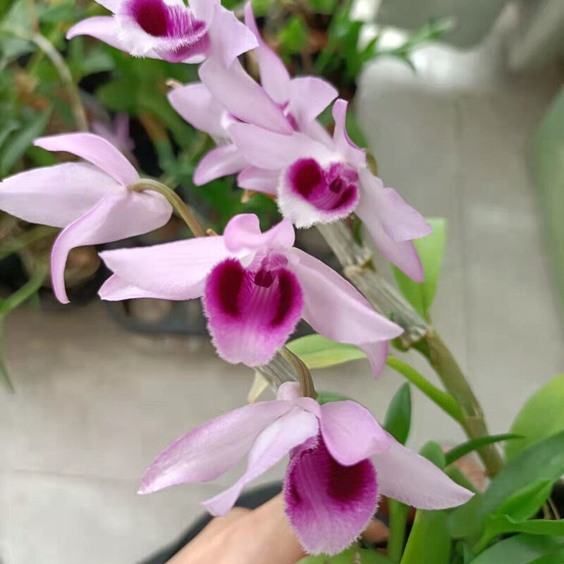 红龙麝香石斛 杂交稀有品种 花色艳丽 漂亮有香味 吊兰花稀有品种